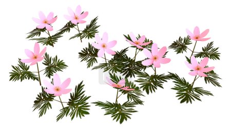 Representación en 3D de anémona de madera o flores Anemonoides nemorosa aisladas sobre fondo blanco
