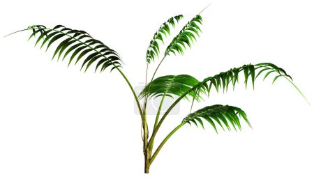 3D rendering of a green kentia palm tree or sentry palm or paradise palm isolated on white background