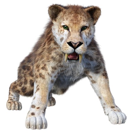 3D rendering of a saber toothed tiger isolated on white background