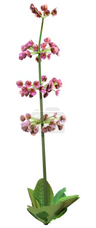 rendu 3D d'une plante à fleurs de candelabra primula isolée sur fond blanc