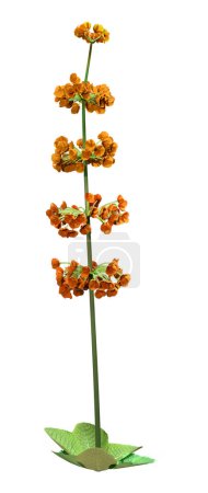3D rendering of a candelabra primula blooming plant isolated on white background