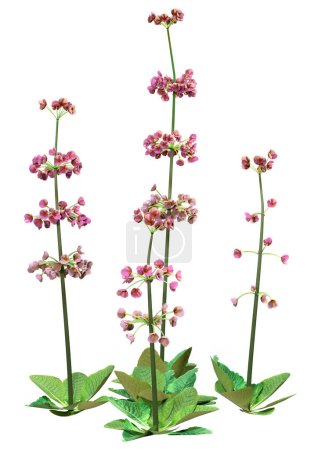 Representación 3D de plantas florecientes de candelabros rosados aisladas sobre fondo blanco