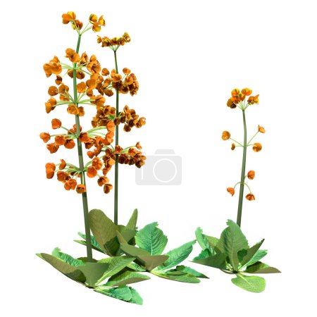 Representación 3D de plantas en flor de candelabro primula aisladas sobre fondo blanco