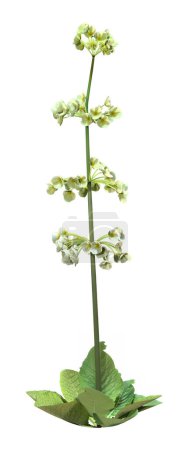 Representación 3D de una planta floreciente candelabro primula aislada sobre fondo blanco