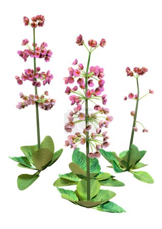 3D rendering of pink candelabra primula blooming plants isolated on white background