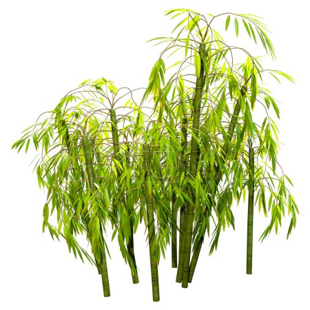 Téléchargez les photos : Rendu 3D de bambous verts isolés sur fond blanc - en image libre de droit