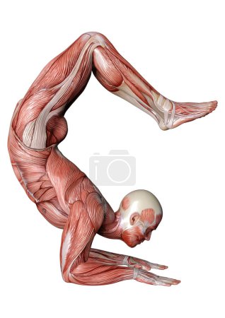 Téléchargez les photos : Rendu 3D d'une figure masculine avec des cartes musculaires isolées sur fond blanc - en image libre de droit