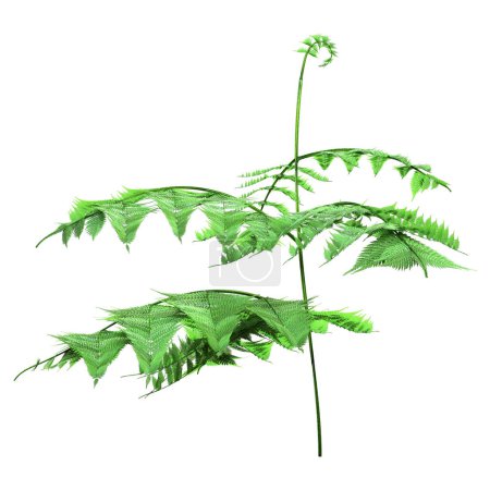 3D rendering of a green bracken plant isolated on white background