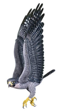 Representación 3D de un halcón o ave de presa aislada sobre fondo blanco