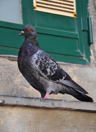 Photo for Pigeon standing near a window - Royalty Free Image