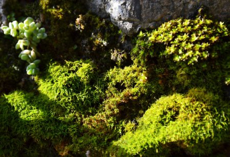 Photo for Close-up of moss grown on a stone wall - Royalty Free Image
