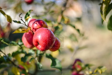 Téléchargez les photos : Autumn harvest of red organic apples. High quality photo - en image libre de droit