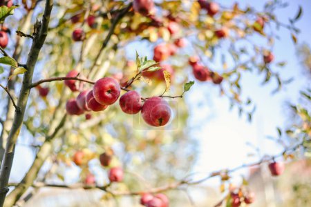 Téléchargez les photos : Autumn harvest of red organic apples. High quality photo - en image libre de droit