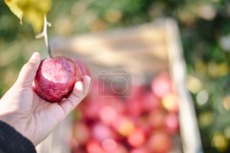 Téléchargez les photos : Récolte automnale de pommes rouges biologiques. Photo de haute qualité - en image libre de droit