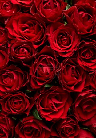 Photo for Background of red roses flowers - Royalty Free Image