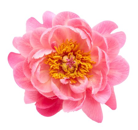 Foto de Flor de peonía rosa aislada sobre fondo blanco - Imagen libre de derechos