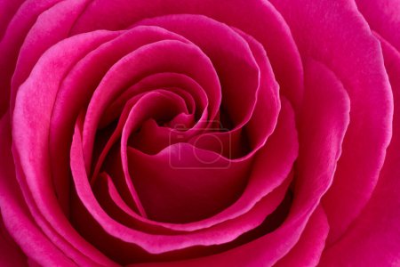 Foto de Red rose flower macro shot background - Imagen libre de derechos