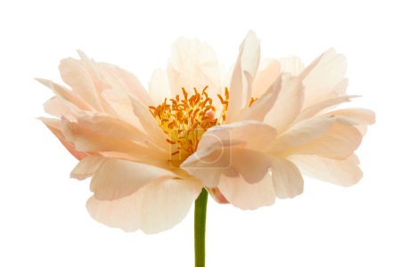 Téléchargez les photos : Pivoine fleur isolée sur fond blanc - en image libre de droit
