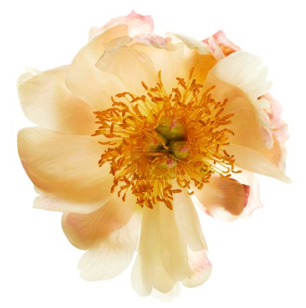 Téléchargez les photos : Pivoine fleur isolée sur fond blanc - en image libre de droit