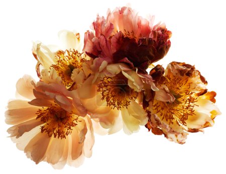 Téléchargez les photos : Fleur pivoine avec arrangement des pétales isolé sur fond blanc - en image libre de droit