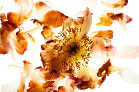 Téléchargez les photos : Fleur pivoine avec arrangement des pétales isolé sur fond blanc - en image libre de droit