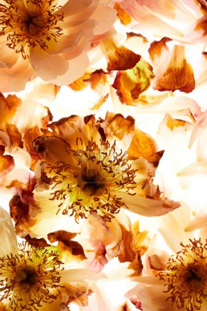 Foto de Flor peonía con arreglo pétalos aislado sobre fondo blanco - Imagen libre de derechos