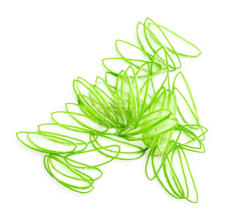 Téléchargez les photos : Aloe vera feuilles fraîches vertes isolées sur fond blanc - en image libre de droit