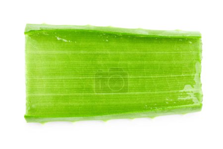 Photo for Aloe vera green fresh leaves isolated on white background - Royalty Free Image