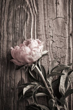 Téléchargez les photos : Fond vintage avec des fleurs de pivoine sur une surface en bois vieilli - en image libre de droit