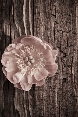 Foto de Fondo vintage con flores de peonía sobre una superficie de madera envejecida - Imagen libre de derechos