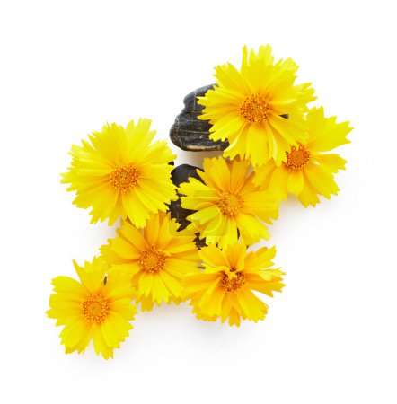 Téléchargez les photos : Yellow wild flowers with stones spring spa arrangement isolated on white background - en image libre de droit