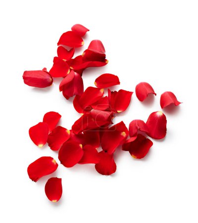 Photo for Valentine day petals of red roses isolated on white background - Royalty Free Image