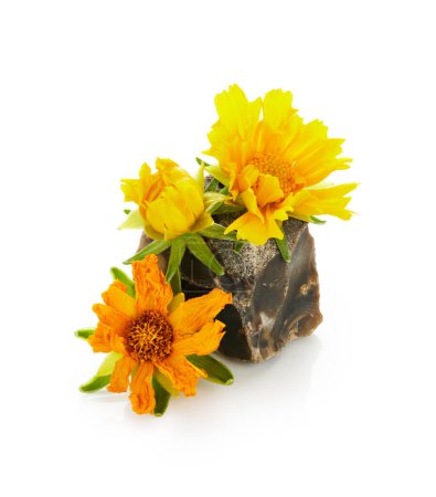 Téléchargez les photos : Fleur de coréopsis jaune avec des pierres isolées sur fond blanc. Arrangement spa - en image libre de droit