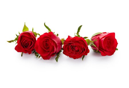 Téléchargez les photos : Valentine day red roses flowers isolated on white background - en image libre de droit