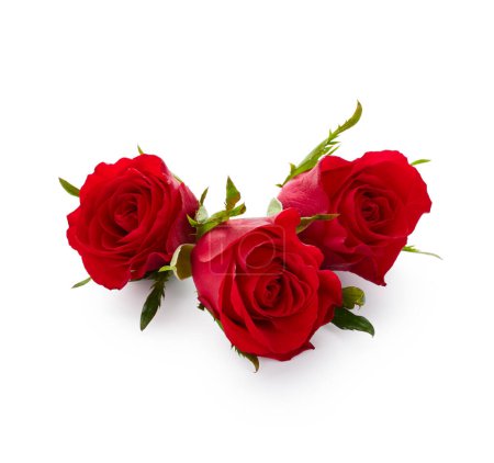 Photo for Valentine day red roses flowers isolated on white background - Royalty Free Image