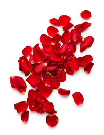 Foto de Pétalos de San Valentín de rosas rojas aisladas sobre fondo blanco - Imagen libre de derechos