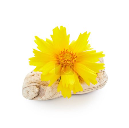 Téléchargez les photos : Fleur de coréopsis jaune avec des pierres isolées sur fond blanc. Arrangement spa - en image libre de droit