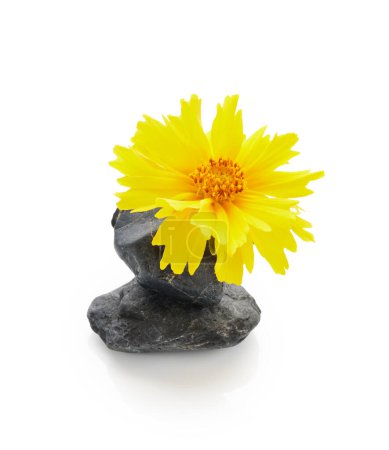Foto de Yellow coreopsis flower with stone isolated on white background. Spa therapy arrangement - Imagen libre de derechos