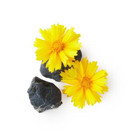 Téléchargez les photos : Yellow coreopsis flower with stone isolated on white background. Spa therapy arrangement - en image libre de droit