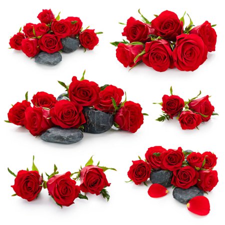 Foto de Conjunto de rosas rojas flores brotes aislados sobre fondo blanco - Imagen libre de derechos