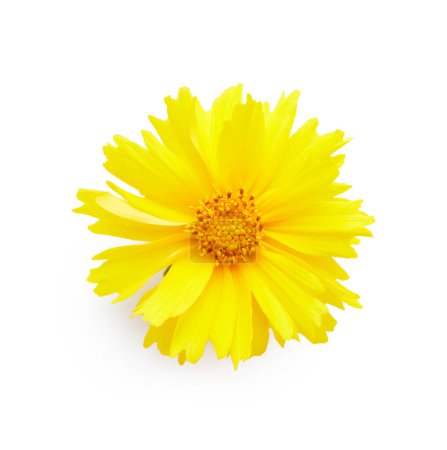 Téléchargez les photos : Une seule fleur de coréopsis jaune isolée sur fond blanc - en image libre de droit