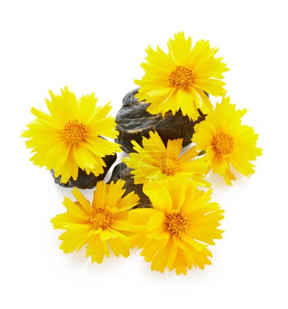 Photo for Yellow coreopsis flower with stone isolated on white background. Spa therapy arrangement - Royalty Free Image