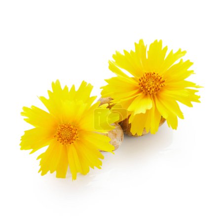 Yellow coreopsis flower with stone isolated on white background. Spa therapy arrangement