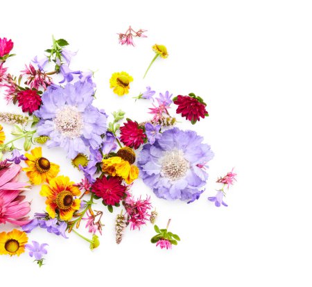 Téléchargez les photos : Fleur de jardin d'été fleurs isolées sur fond blanc - en image libre de droit