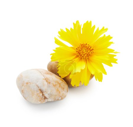 Téléchargez les photos : Fleurs jaunes isolées sur fond blanc - en image libre de droit