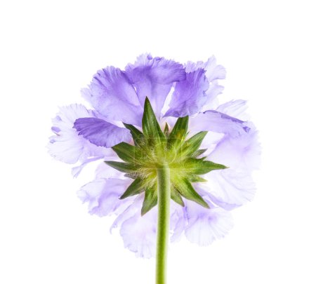 Foto de Violeta flor scabiosa aislada sobre fondo blanco - Imagen libre de derechos