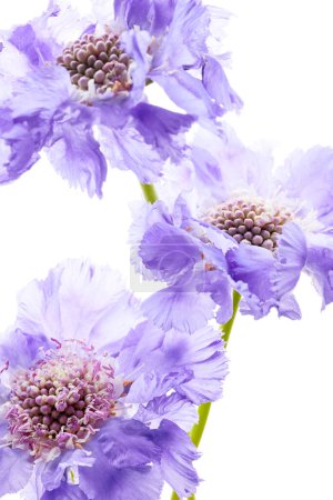Téléchargez les photos : Violette scabiosa fleur isolée sur fond blanc - en image libre de droit