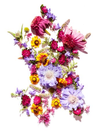 Téléchargez les photos : Différentes fleurs sauvages en fleurs d'été isolées sur fond blanc. Texture florale fond - en image libre de droit