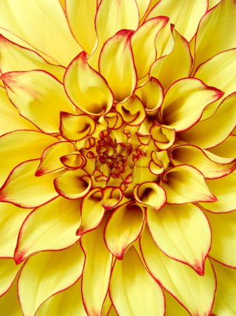 Téléchargez les photos : Fond macro fleur dahlia jaune vif - en image libre de droit