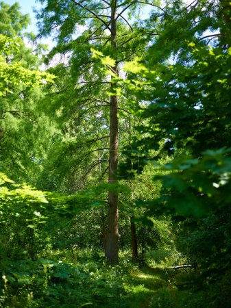 Foto de Follaje verde de árboles al aire libre fondo del parque - Imagen libre de derechos